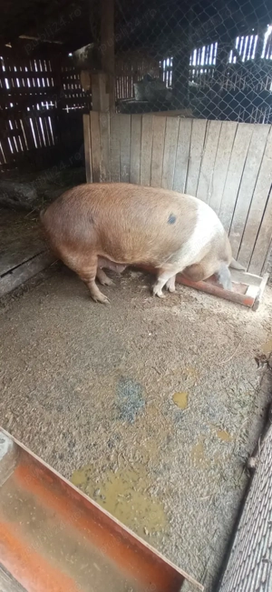 Disponibili - imagine 3