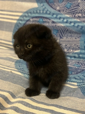 Scottish Fold pretios - imagine 2