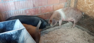 Disponibili - imagine 2