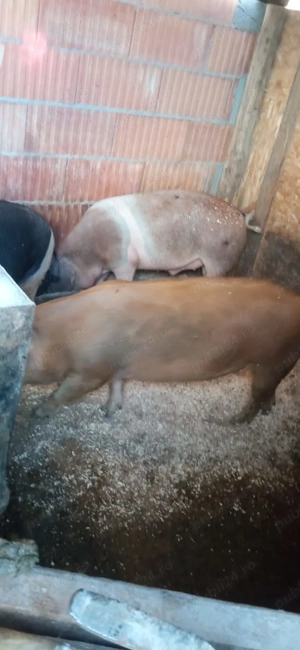 Disponibili - imagine 4