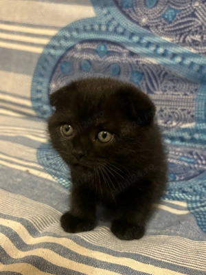 Scottish Fold pretios - imagine 5
