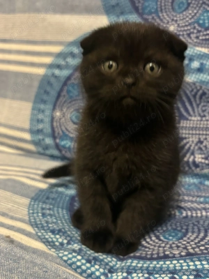 Scottish Fold pretios - imagine 6