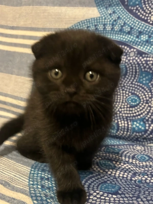 Scottish Fold pretios - imagine 3