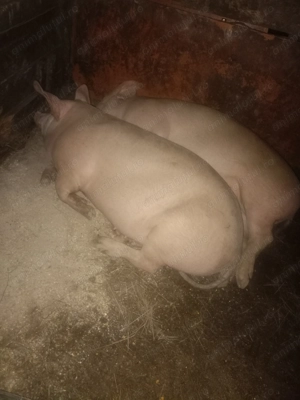 Vând 2 porci pentru mai multe detalii in privat 