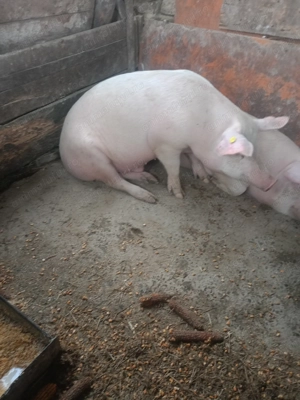 Vând 2 porci pentru mai multe detalii in privat  - imagine 2