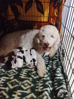 vand pui lagotto romagnolo cu pedigree