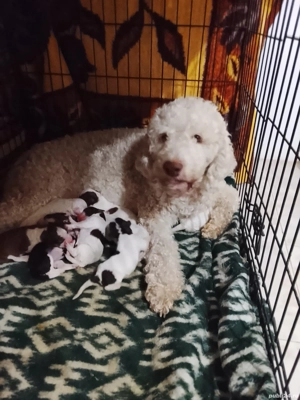 vand pui lagotto romagnolo cu pedigree - imagine 2