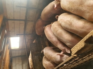 Porci pentru Craciun 100 150 kg - imagine 3