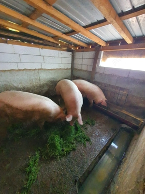 Porci pentru Craciun 100 150 kg - imagine 2