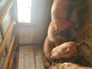 Porci pentru Craciun 100 150 kg - imagine 4