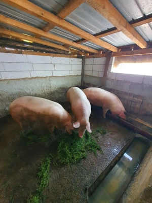 Porci pentru Craciun 100 150 kg - imagine 5