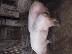 Vând porci grasi 16 lei kg - imagine 2