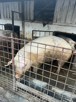 Porci crescuti in gospodarie  - imagine 2