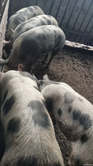 porci de carne  - imagine 2