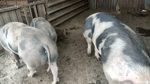 porci de carne  - imagine 3