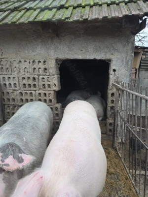 Vand porci crescuți bio  - imagine 3