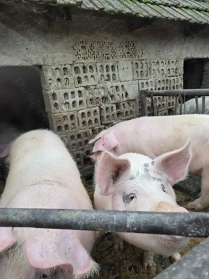 Vand porci crescuți bio  - imagine 2