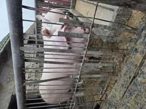 Vand porci crescuți bio  - imagine 4