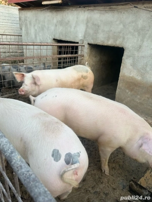 Porci si purcei de vanzare! - imagine 3