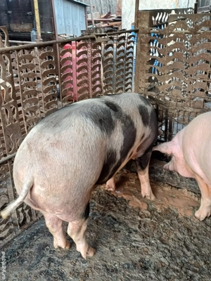 vând 5 porci de țără  crescuți de mine  - imagine 3