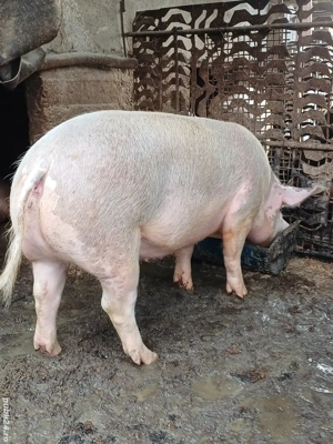 vând 5 porci de țără  crescuți de mine  - imagine 5