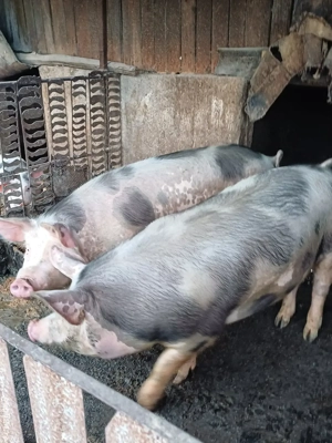 vând 5 porci de țără  crescuți de mine  - imagine 2