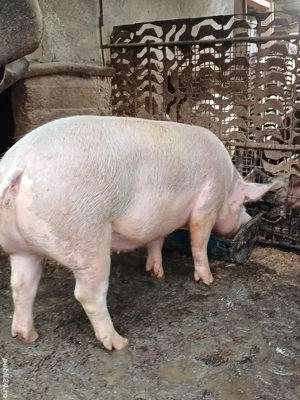 vând 5 porci de țără  crescuți de mine  - imagine 4