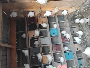 porumbei sidefati  - imagine 4