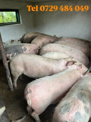 Porci de vânzare  - imagine 3