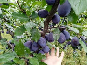 13200 mp intravilan jud Covasna  - imagine 7