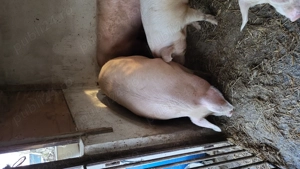 Porci de vânzare  - imagine 4