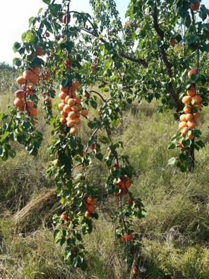 13200 mp intravilan jud Covasna  - imagine 10