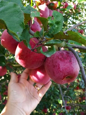 13200 mp intravilan jud Covasna  - imagine 8