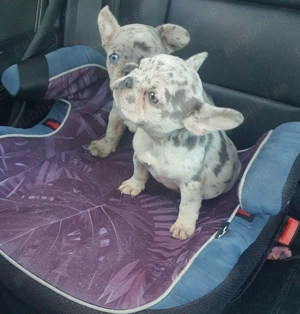 Bulldog Francez Merle  - imagine 4