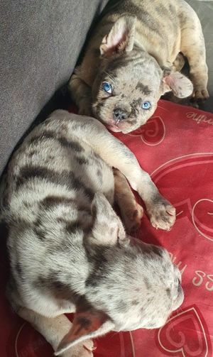 Bulldog Francez Merle  - imagine 4