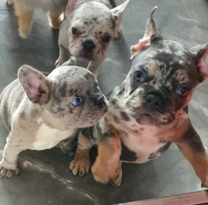 Bulldog Francez Merle 