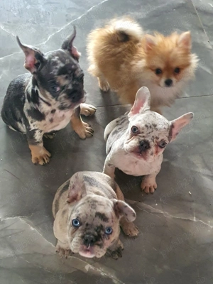 Bulldog Francez Merle  - imagine 2