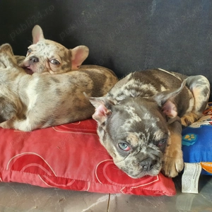 Bulldog Francez Merle  - imagine 3