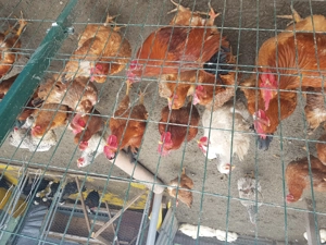 Gaini din primavara de vinzare - imagine 2