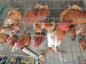 Gaini din primavara de vinzare - imagine 3