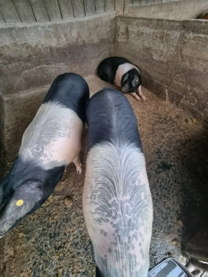 Vând porci, greutate între 100 kg și 200kg. Crescuți cu cereale.