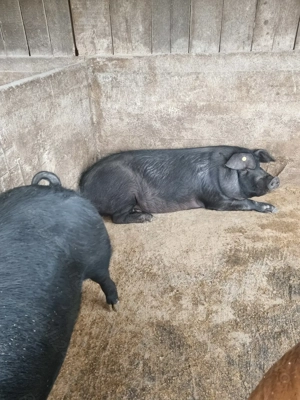 Vând porci, greutate între 100 kg și 200kg. Crescuți cu cereale. - imagine 4