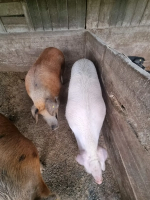 Vând porci, greutate între 100 kg și 200kg. Crescuți cu cereale. - imagine 2