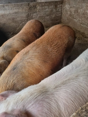 Vând porci, greutate între 100 kg și 200kg. Crescuți cu cereale. - imagine 5