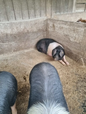 Vând porci, greutate între 100 kg și 200kg. Crescuți cu cereale. - imagine 3