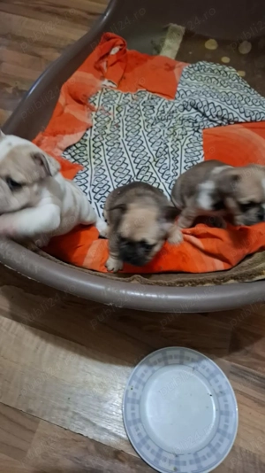 Vand pui buldog francez - imagine 4