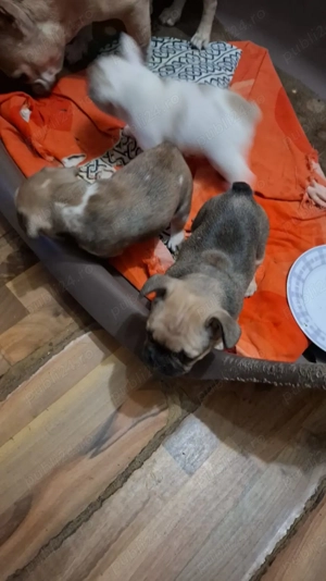 Vand pui buldog francez