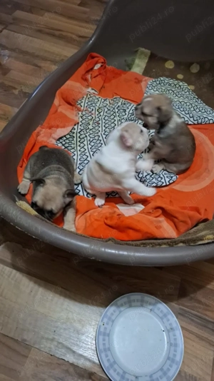 Vand pui buldog francez - imagine 3