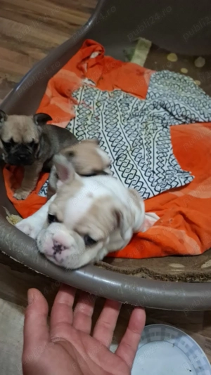 Vand pui buldog francez - imagine 5