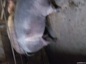 porci de vinzare  - imagine 2